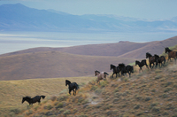Great Basin Desert, Nevada