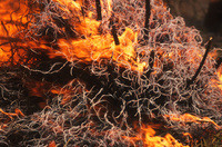 Kinishba Fire, Arizona