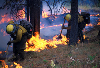 Globe Hotshots digging line on the Lower Ebb Fire, Idaho