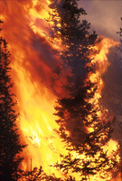 Laidlow Fire, Idaho